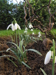 SX21495 Snowdrops (Galanthus nivalis) in garden.jpg